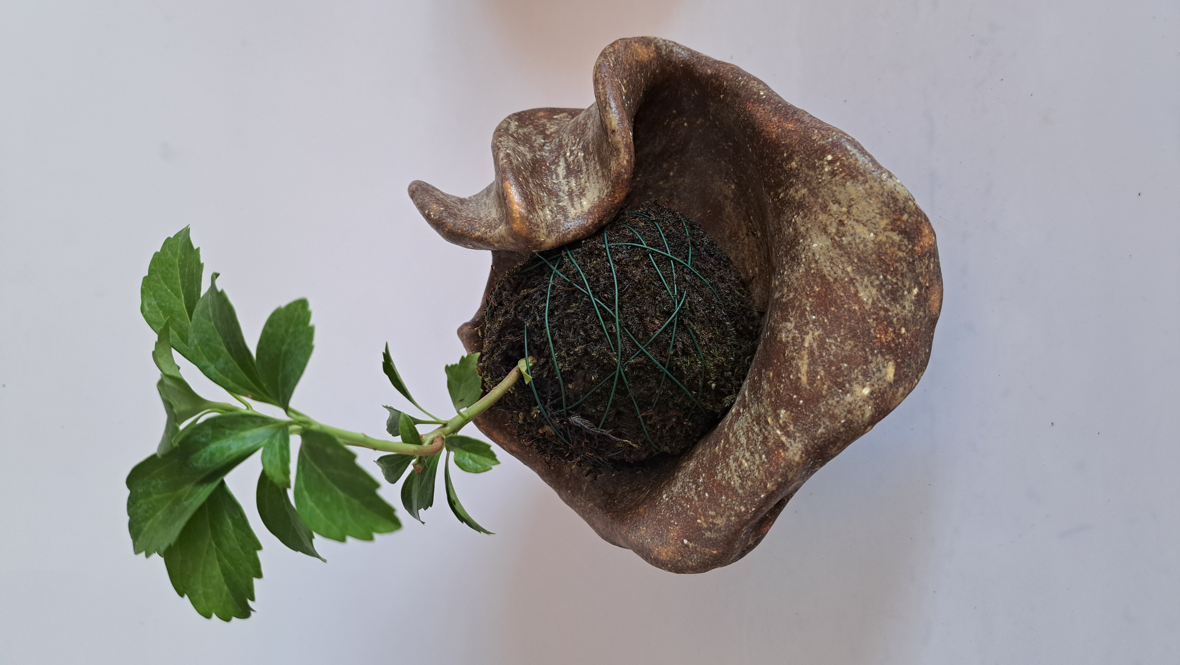 Kokedama  či minizáhradka? 4